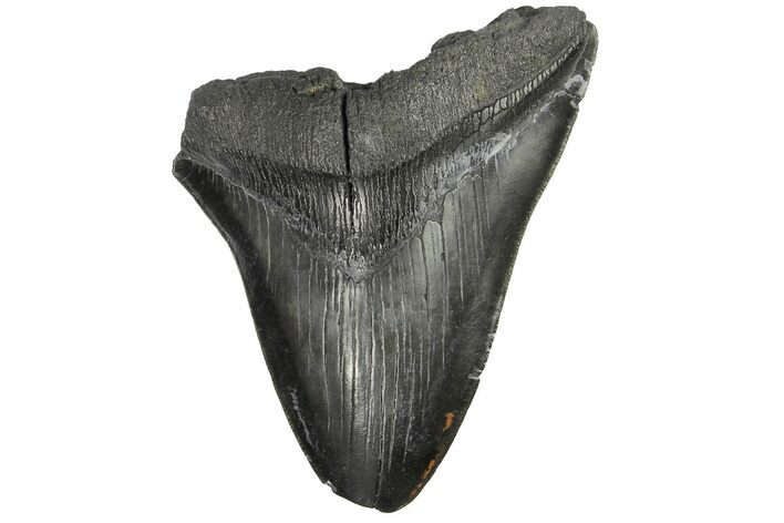 Bargain, Fossil Megalodon Tooth - South Carolina #169327